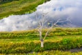 dried tree on small river island. dry grass envelops the coast. aerial top view