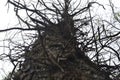 2 Dried tree with thorns and dry branches with the sky in the background Royalty Free Stock Photo