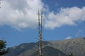 A dried tree tower