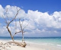 Dried tree trunk with bare branches on the backdrop of blue sea Royalty Free Stock Photo