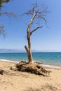 A dried tree at the Velika beach at Messinia Royalty Free Stock Photo