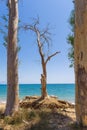 A dried tree at the Velika beach at Messinia Royalty Free Stock Photo