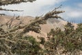 dried tree vulcanic landscape of Fuerteventura Island, Canary Island, Spain, Europe