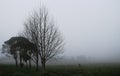 Dried trees in a fog.