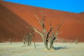 Dried trees among the giant sand dunes Royalty Free Stock Photo