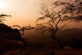 Dried trees with mountain views. Sunset.