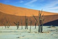 The dried trees among orange sand dunes Royalty Free Stock Photo