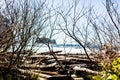 Dried trees with the sea in the background