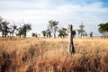 Dried trees in the steppes