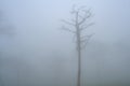 Dried trees in the winter at Mysterious forest with a view of fog