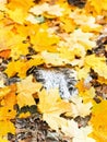 Dried trunk and fallen maple leaves Royalty Free Stock Photo