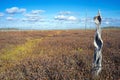 The dried trunk of a tree on a beautiful autumn marsh Royalty Free Stock Photo