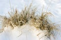 Dried tufts of grass between the snow