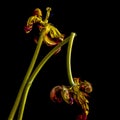 Faded red tulip, studio shot Royalty Free Stock Photo