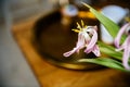 Dried tulip with defocused Royalty Free Stock Photo