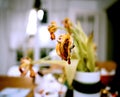 Dried Tulips in Vase on Table Royalty Free Stock Photo