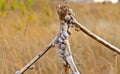 Dried tumbleweed with snails Royalty Free Stock Photo