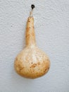 Dried turkish gourd hanging on a wall
