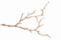 Dried twig over white background