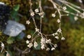 Dried twig with small pentagonal flowers