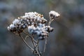 Dried twig of yarrow covered with ice crystals of hoarfrost, back-lit by warm sunlight. Frosty winter weather background. Close-up