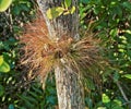 Dried twigs tree Florida