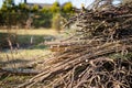 Dried twigs in a pile in a garden on autumn day