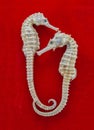 Dried two Seahorse on red flannel background Hippocampus For education. Royalty Free Stock Photo