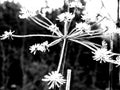 Dried umbellifer full of hoar frost in black and white