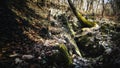 The dried-up bed of a mountain stream with a bend of a tree in moss Royalty Free Stock Photo