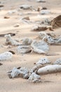 Dried up coral on shiluokou beach