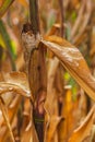 Corn cobs from dry corn field in summer Royalty Free Stock Photo