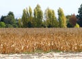 Dried up corn stalks in the field after harvesting by hand Royalty Free Stock Photo