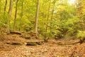 Dried up Creek bed covered with fallen leaves Royalty Free Stock Photo