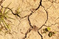 Dried up earth with big cracks, dry desert ground closeup dirt rough background texture, little green pieces of grass drought Royalty Free Stock Photo