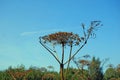A dried-up Hogweed trunk with a basket of seeds, against the blue sky. Royalty Free Stock Photo