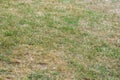 Dried lawn due to long-lasting drought