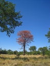 DRIED UP MOPANI TREE WITH DISCOLOURED LEAVES