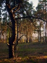 A dried-up pine tree stands in a pine forest Royalty Free Stock Photo