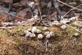 Dried Up Puffball Mushrooms Growing On A Mossy Log