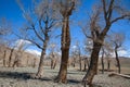 Dried-up river bed