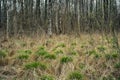 Dried up spring swamp. dry hummocks with scallops of young green grass against the background of birch grove Royalty Free Stock Photo