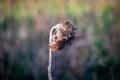 A dried up sunflower in winter