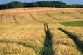 Dried up tracks in barley field Royalty Free Stock Photo