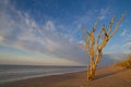 Dried up tree at sea Royalty Free Stock Photo