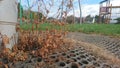 Dried up weeds growing out of some matting Royalty Free Stock Photo