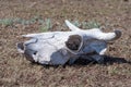 A dried-up white animal skull with horns and empty eye sockets in the grass. cow skull lying on the ground against the