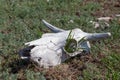 A dried-up white animal skull with horns and empty eye sockets in the grass. cow skull lying on the ground against the
