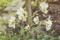 The dried-up flowers autumn sepia texture