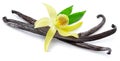Dried vanilla pods and orchid vanilla flower on white background